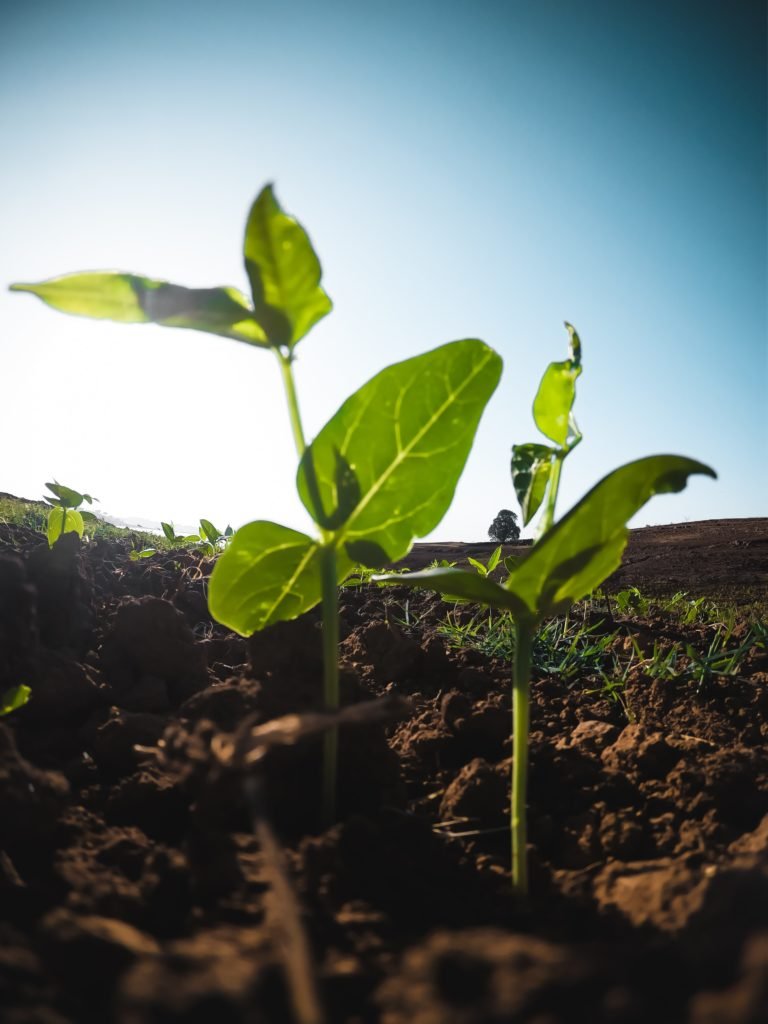 agribusiness