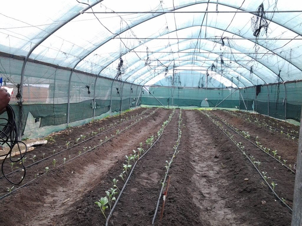 Calibri Youth Center, uma ação apoiada pela FAO em Moçambique Imagem: FAO