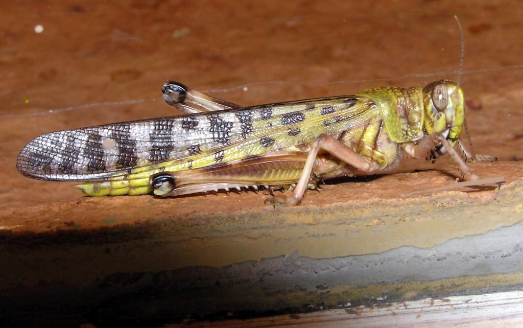 Desert Locust