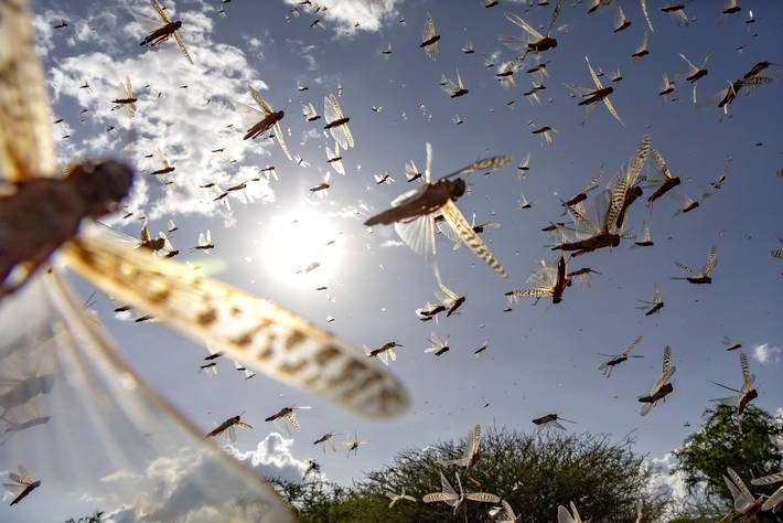 Swarm of Desert Locusts in Isiolo County in Kenya